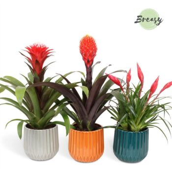 Bromelia Royal Stylish Milaan