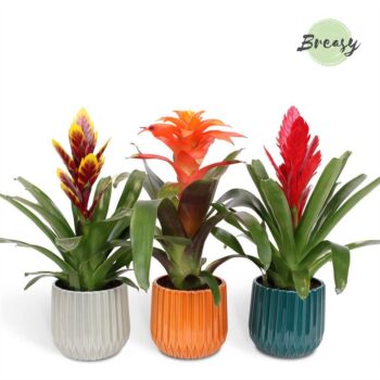 Bromelia Stylish Milaan
