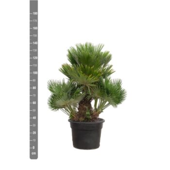 Chamaerops Humilis Vulcano - 140cm