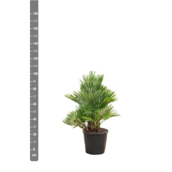 Chamaerops Humilis Vulcano - 100cm