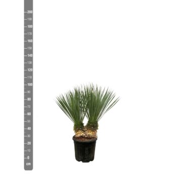 Yucca Rostrata double stam - 100cm