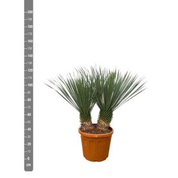 Yucca Rostrata double stam - 120cm