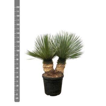Yucca Rostrata double stam - 130cm