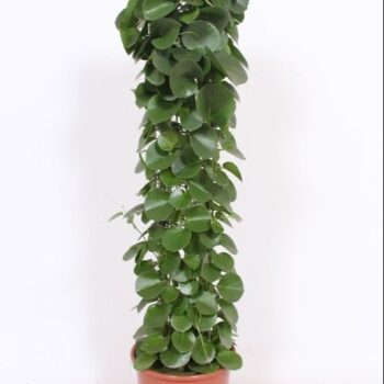 Cissus rotundifolia gaasrek