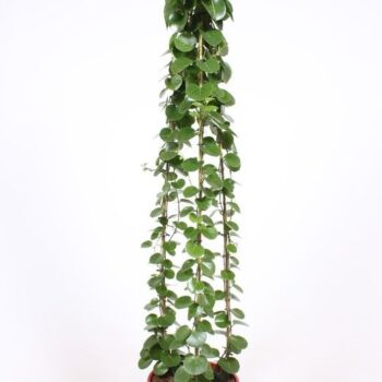 Cissus rotundifolia piramide