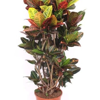 Codiaeum Petra (Croton Petra)