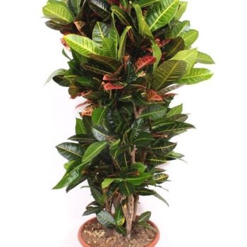 Codiaeum Petra (Croton Petra)