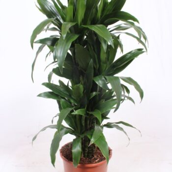 Dracaena Janet Craig