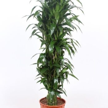Dracaena Janet Craig