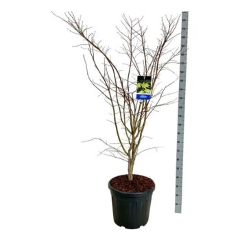 Acer Arctic Jade ®