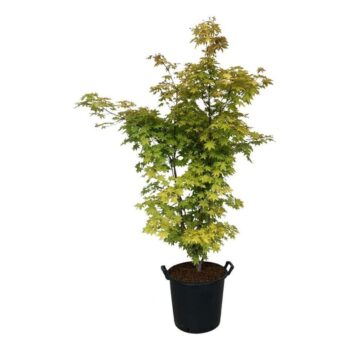 Acer pal. 'Summer Gold'