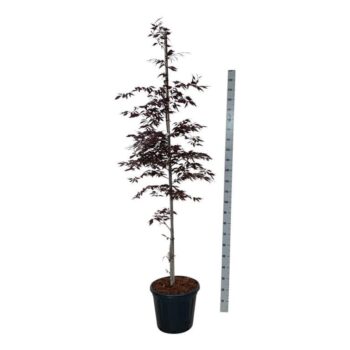 Fagus syl. Midnight Feather