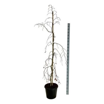 Fagus syl. 'Pendula'