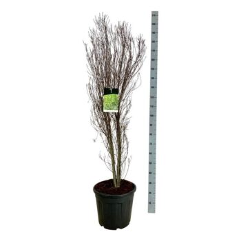 Frangula alnus Fine Line ®