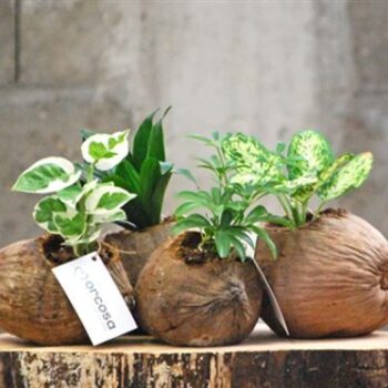 Cocosnoot gemengd Klein