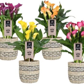 Zantedeschia gemengd Calla mix in mand Nairobi