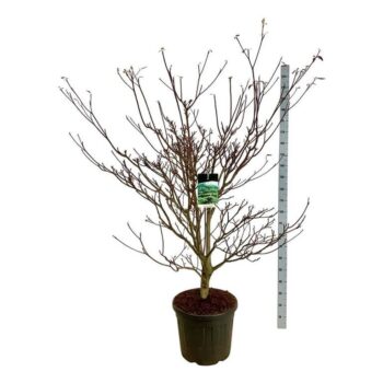 Cornus controversa 'Pagoda'