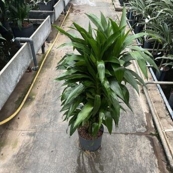 Dracaena janet craig vertakt 22/19 h100