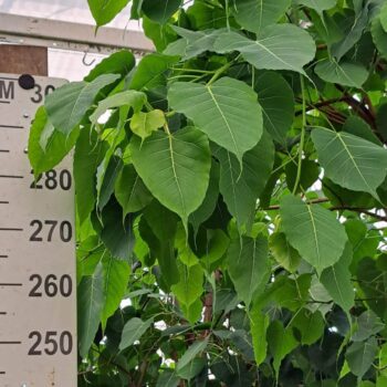 Ficus Religiosa stam 350