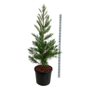 Sequoiadendron g. 'Powdered Blue'