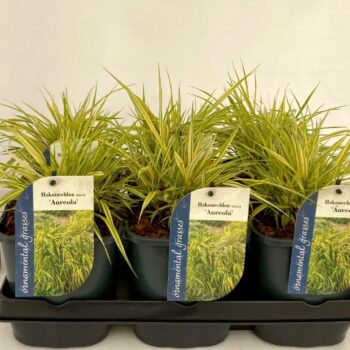 Hakonechloa macra Aureola