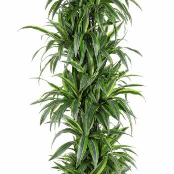 Dracaena Lemon Lime vertakt P40