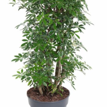 Schefflera Luseana P27