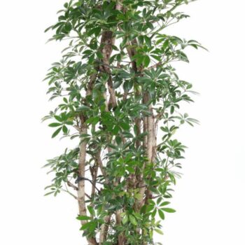 Schefflera Luseana P31