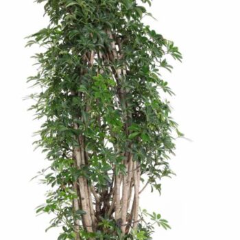 Schefflera Luseana P34