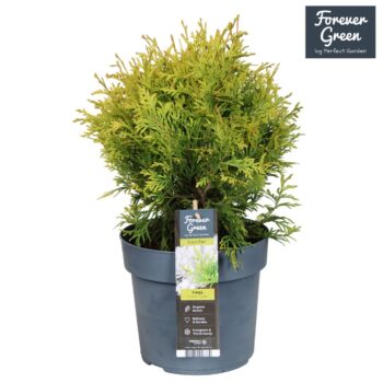 Thuja occidentalis 'Golden Globe' P19