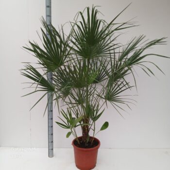 chamaerops humilis