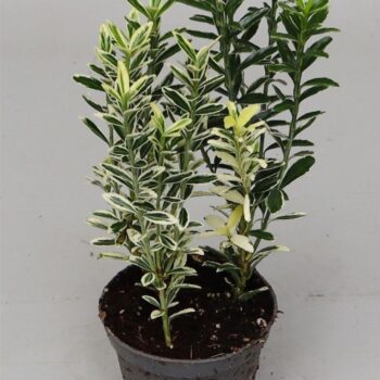 Euonymus jap. 'Micr. Aureo Gold'