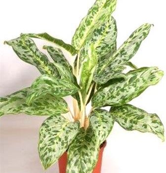 Aglaonema 'Peacock'