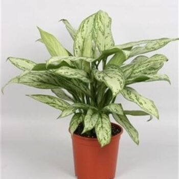Aglaonema 'Silver Queen'