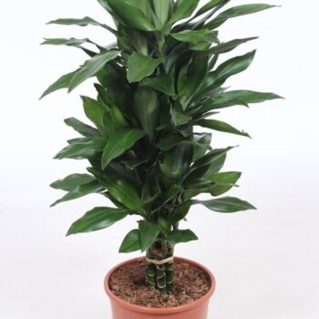 Dracaena Janet Lind