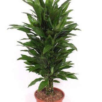 Dracaena Janet Lind