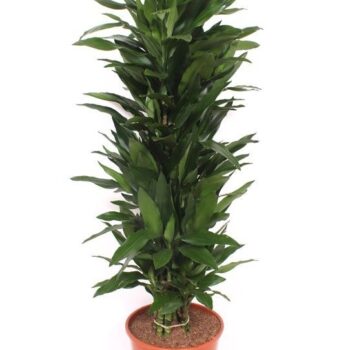 Dracaena Janet Lind