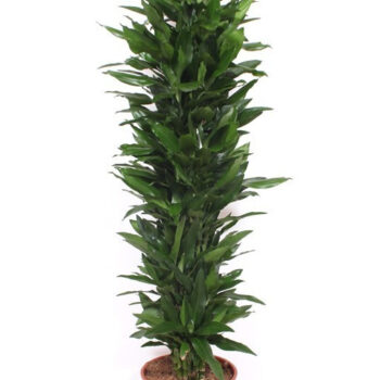 Dracaena Janet Lind