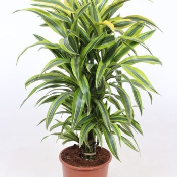 Dracaena Lemon Lime