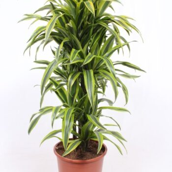 Dracaena Lemon Lime