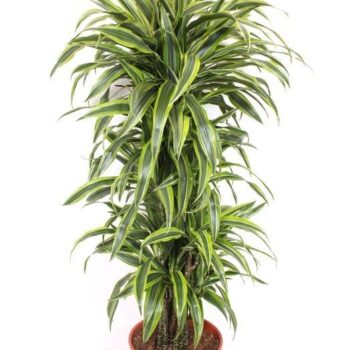 Dracaena Lemon Lime
