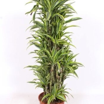 Dracaena Lemon Lime