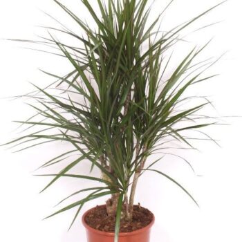 Dracaena marginata