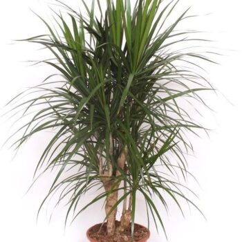 Dracaena marginata