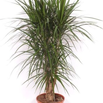 Dracaena marginata