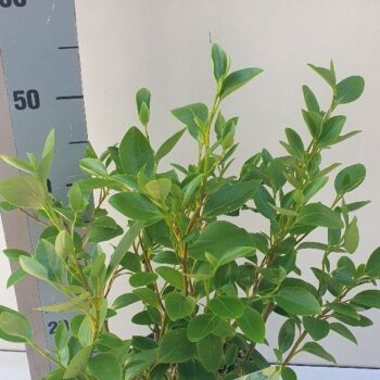 Griselinia lit. Green Horizion