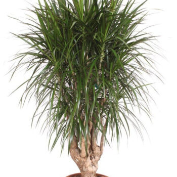 Dracaena marginata