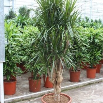 Dracaena marginata