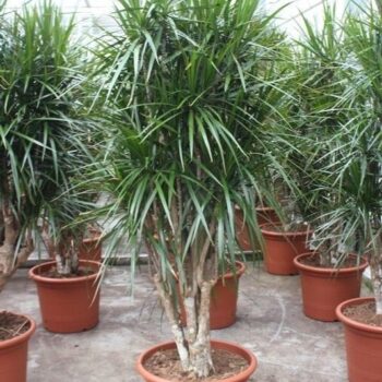 Dracaena marginata