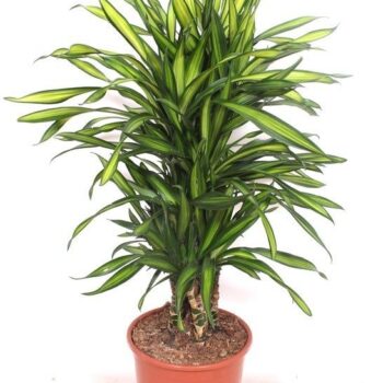Dracaena Riki